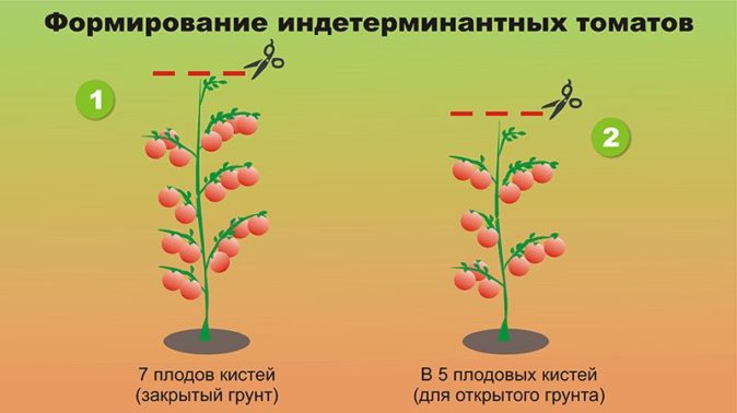 Формировка куста