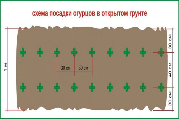 Схема высадки в открытом грунте