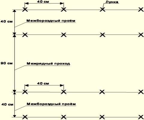 Схема посадки в теплице