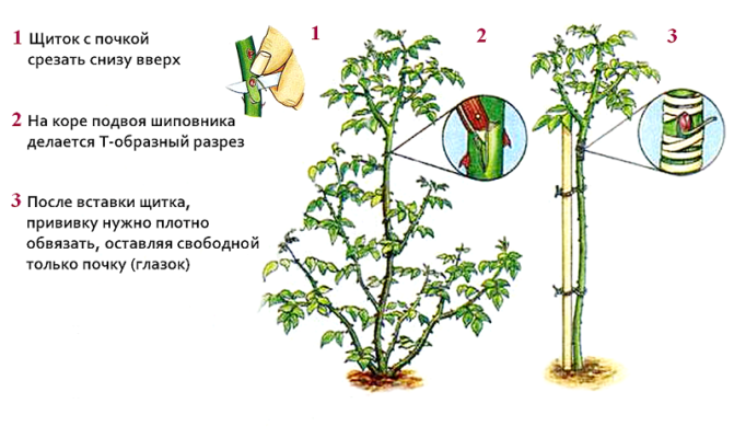 Штамбовая роза