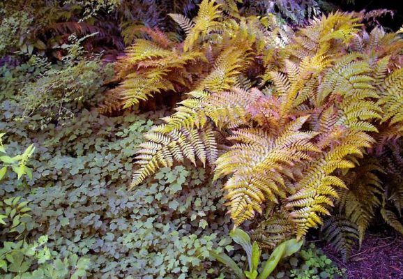 Сорт папоротника Autumn Fern