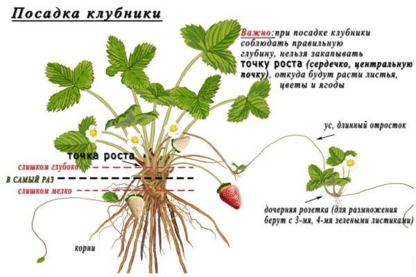 Глубина посадки клубники